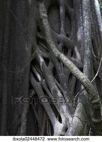 "Banyan or Bengal Fig (Ficus benghalensis), strangler fig, Las Pailas, Ricon de la Vieja National Park, Province of Guanacaste, Costa Rica, Central America, North America" View Large Photo Image Stock Image - "Banyan or Bengal Fig (Ficus benghalensis), strangler fig, Las Pailas, Ricon de la Vieja National Park, Province of Guanacaste, Costa Rica, Central America, North America". Fotosearch