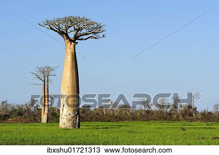 Stock Image - "Baobab (Adansonia grandidieri), standing in the rice field, Morondava, Madagascar, Africa". Fotosearch
