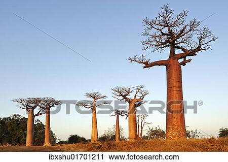 Stock Image - "Baobab-Alley, Grandidier's Baobab (Adansonia grandidieri) in the morning light, Morondava, Madagascar, Africa". Fotosearch