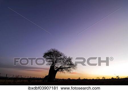 Stock Image - "Baobab Tree (Adansonia digitata), in the evening light, Limpopo Province, South Africa, Africa". Fotosearch