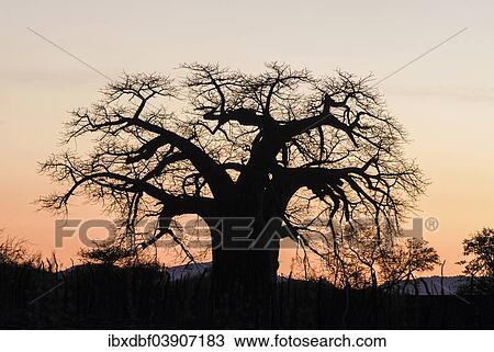 Stock Image - "Baobab Tree (Adansonia digitata), in the evening light, Limpopo Province, South Africa, Africa". Fotosearch
