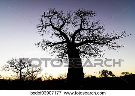 "Baobab Tree (Adansonia digitata), in the evening light, Limpopo Province, South Africa, Africa" View Large Photo Image Stock Photo - "Baobab Tree (Adansonia digitata), in the evening light, Limpopo Province, South Africa, Africa". Fotosearch