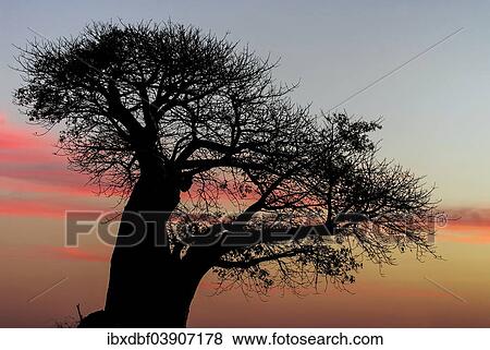 Stock Photo - "Baobab Tree (Adansonia digitata), in the evening light, Limpopo Province, South Africa, Africa". Fotosearch