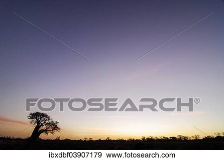 "Baobab Tree (Adansonia digitata), in the evening light, Limpopo Province, South Africa, Africa" View Large Photo Image Stock Photo - "Baobab Tree (Adansonia digitata), in the evening light, Limpopo Province, South Africa, Africa". Fotosearch