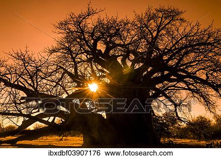 "Baobab Tree (Adansonia digitata), with backlight, Limpopo Province, South Africa, Africa" View Large Photo Image Stock Photograph - "Baobab Tree (Adansonia digitata), with backlight, Limpopo Province, South Africa, Africa". Fotosearch