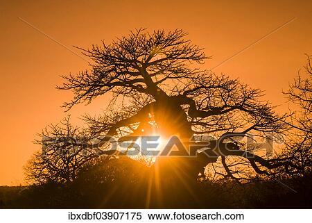 "Baobab Tree (Adansonia digitata), with backlight, Limpopo Province, South Africa, Africa" View Large Photo Image Stock Photography - "Baobab Tree (Adansonia digitata), with backlight, Limpopo Province, South Africa, Africa". Fotosearch