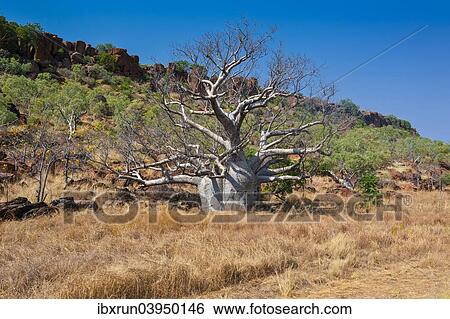 "Baobab tree (Adansonia sp. ) in the outback, Northern Territory, Australia, Oceania" View Large Photo Image Stock Photograph - "Baobab tree (Adansonia sp. ) in the outback, Northern Territory, Australia, Oceania". Fotosearch
