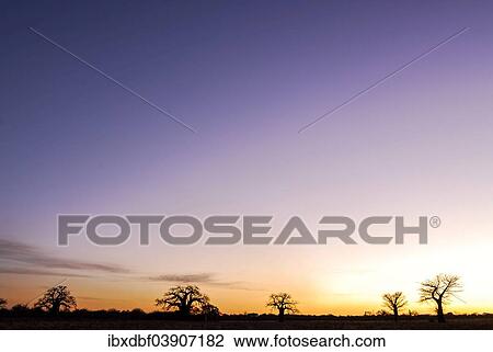 "Baobab Trees (Adansonia digitata), in the evening light, Limpopo Province, South Africa, Africa" View Large Photo Image Stock Image - "Baobab Trees (Adansonia digitata), in the evening light, Limpopo Province, South Africa, Africa". Fotosearch