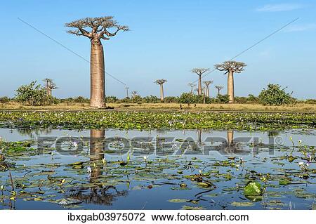 "Baobab trees (Adansonia grandidieri) reflecting in the water, Morondava, Toliara province, Madagascar, Africa" View Large Photo Image Stock Image - "Baobab trees (Adansonia grandidieri) reflecting in the water, Morondava, Toliara province, Madagascar, Africa". Fotosearch