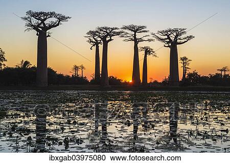 "Baobab trees (Adansonia grandidieri) reflecting in the water at sunset, Morondava, Toliara province, Madagascar, Africa" View Large Photo Image Stock Image - "Baobab trees (Adansonia grandidieri) reflecting in the water at sunset, Morondava, Toliara province, Madagascar, Africa". Fotosearch