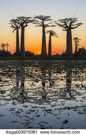"Baobab trees (Adansonia grandidieri) reflecting in the water at sunset, Morondava, Toliara province, Madagascar, Africa" View Large Photo Image Stock Image - "Baobab trees (Adansonia grandidieri) reflecting in the water at sunset, Morondava, Toliara province, Madagascar, Africa". Fotosearch