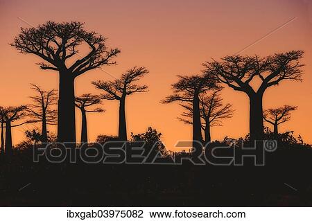 Stock Image - "Baobab trees (Adansonia grandidieri) at sunset, Morondava, Toliara province, Madagascar, Africa". Fotosearch