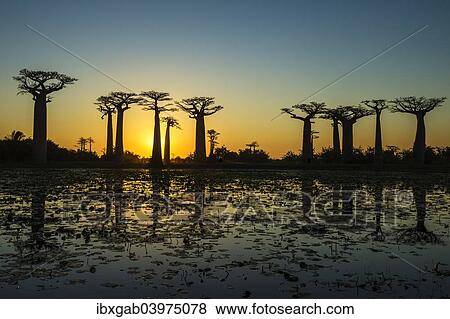 "Baobab trees (Adansonia grandidieri) reflecting in the water at sunset, Morondava, Toliara province, Madagascar, Africa" View Large Photo Image Stock Photo - "Baobab trees (Adansonia grandidieri) reflecting in the water at sunset, Morondava, Toliara province, Madagascar, Africa". Fotosearch