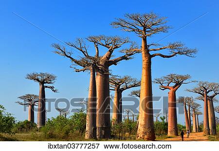 "Baobab trees (Adansonia grandidieri), Avenue of the Baobabs, Morondava, Madagascar, Africa" View Large Photo Image Stock Photo - "Baobab trees (Adansonia grandidieri), Avenue of the Baobabs, Morondava, Madagascar, Africa". Fotosearch