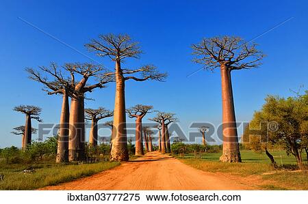 "Baobab trees (Adansonia grandidieri), Avenue of the Baobabs, Morondava, Madagascar, Africa" View Large Photo Image Stock Photography - "Baobab trees (Adansonia grandidieri), Avenue of the Baobabs, Morondava, Madagascar, Africa". Fotosearch