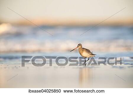 Stock Image - "Bar-tailed Godwit (Limosa lapponica) walking along the shoreline, Bamburgh, Northumberland, England, United Kingdom, Europe". Fotosearch