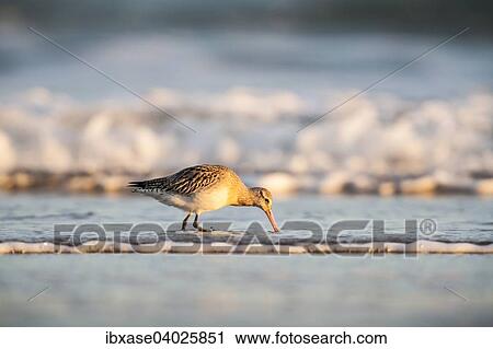 Stock Image - "Bar-tailed Godwit (Limosa lapponica) foraging along the shoreline, Bamburgh, Northumberland, England, United Kingdom, Europe". Fotosearch