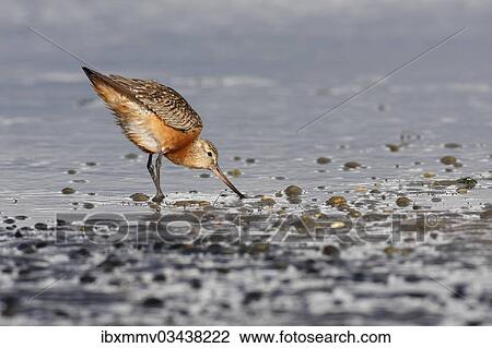 "Bar-tailed Godwit (Limosa lapponica), during the autumn migration, foraging, in breeding plumage, East Frisian Islands, East Frisia, Lower Saxony, Germany, Europe" View Large Photo Image Stock Image - "Bar-tailed Godwit (Limosa lapponica), during the autumn migration, foraging, in breeding plumage, East Frisian Islands, East Frisia, Lower Saxony, Germany, Europe". Fotosearch