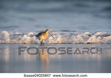 "Bar-tailed Godwit (Limosa lapponica) wading along the shoreline, Bamburgh, Northumberland, England, United Kingdom, Europe" View Large Photo Image Stock Photo - "Bar-tailed Godwit (Limosa lapponica) wading along the shoreline, Bamburgh, Northumberland, England, United Kingdom, Europe". Fotosearch