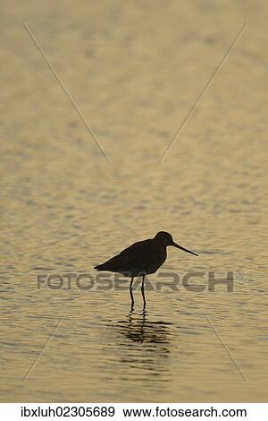 "Bar-tailed Godwit (Limosa lapponica), backlit, standing in water, Texel, The Netherlands, Europe" View Large Photo Image Stock Photo - "Bar-tailed Godwit (Limosa lapponica), backlit, standing in water, Texel, The Netherlands, Europe". Fotosearch