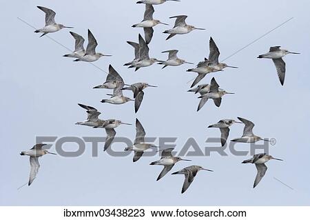 "Bar-tailed Godwits (Limosa lapponica) during spring migration, in nonbreeding plumage, East Frisian Islands, East Frisia, Lower Saxony, Germany, Europe" View Large Photo Image Stock Image - "Bar-tailed Godwits (Limosa lapponica) during spring migration, in nonbreeding plumage, East Frisian Islands, East Frisia, Lower Saxony, Germany, Europe". Fotosearch