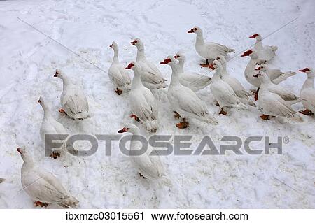 "Barbary Ducks, domestic form of the Muscovy Duck (Cairina moschata) in the snow on a farm, Eckenhaid, Eckental, Middle Franconia, Bavaria, Germany, Europe" View Large Photo Image Stock Image - "Barbary Ducks, domestic form of the Muscovy Duck (Cairina moschata) in the snow on a farm, Eckenhaid, Eckental, Middle Franconia, Bavaria, Germany, Europe". Fotosearch