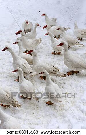 "Barbary Ducks, domestic form of the Muscovy Duck (Cairina moschata) in the snow on a farm, Eckenhaid, Eckental, Middle Franconia, Bavaria, Germany, Europe" View Large Photo Image Stock Image - "Barbary Ducks, domestic form of the Muscovy Duck (Cairina moschata) in the snow on a farm, Eckenhaid, Eckental, Middle Franconia, Bavaria, Germany, Europe". Fotosearch
