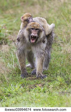 "Barbary Macaque (Macaca sylvanus), adult and young, captive, Rhineland-Palatinate, Germany, Europe" View Large Photo Image Picture - "Barbary Macaque (Macaca sylvanus), adult and young, captive, Rhineland-Palatinate, Germany, Europe". Fotosearch