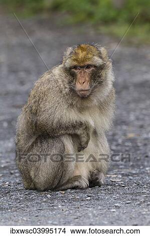 "Barbary Macaque (Macaca sylvanus), adult, captive, Rhineland-Palatinate, Germany, Europe" View Large Photo Image Picture - "Barbary Macaque (Macaca sylvanus), adult, captive, Rhineland-Palatinate, Germany, Europe". Fotosearch