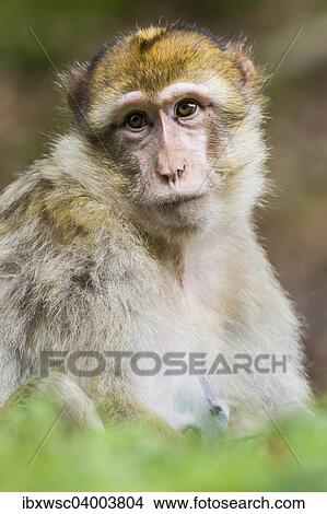 "Barbary Macaque (Macaca sylvanus), adult, captive" View Large Photo Image Picture - "Barbary Macaque (Macaca sylvanus), adult, captive". Fotosearch