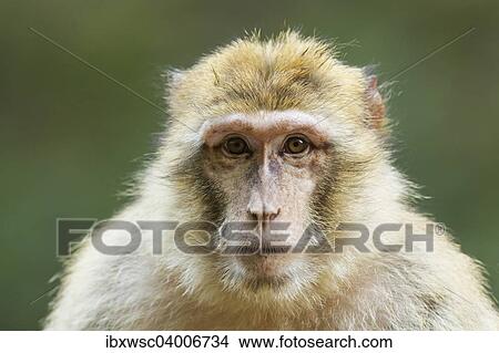 "Barbary Macaque (Macaca sylvanus), adult, captive" View Large Photo Image Picture - "Barbary Macaque (Macaca sylvanus), adult, captive". Fotosearch