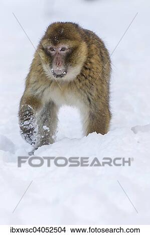 "Barbary Macaque (Macaca sylvanus), adult, in the snow, captive, Rhineland-Palatinate, Germany, Europe" View Large Photo Image Picture - "Barbary Macaque (Macaca sylvanus), adult, in the snow, captive, Rhineland-Palatinate, Germany, Europe". Fotosearch