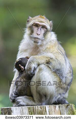 "Barbary Macaque (Macaca sylvanus) adult female with young, 12 weeks, native to Morocco, captive, Rhineland-Palatinate, Germany, Europe" View Large Photo Image Stock Image - "Barbary Macaque (Macaca sylvanus) adult female with young, 12 weeks, native to Morocco, captive, Rhineland-Palatinate, Germany, Europe". Fotosearch