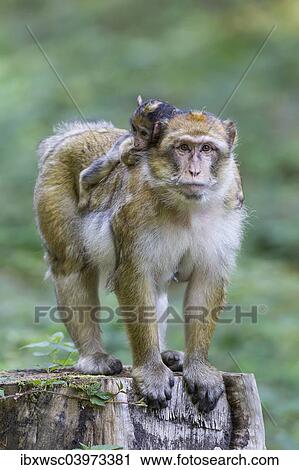 "Barbary Macaque (Macaca sylvanus) adult female with young, 12 weeks, native to Morocco, captive, Rhineland-Palatinate, Germany, Europe" View Large Photo Image Stock Image - "Barbary Macaque (Macaca sylvanus) adult female with young, 12 weeks, native to Morocco, captive, Rhineland-Palatinate, Germany, Europe". Fotosearch