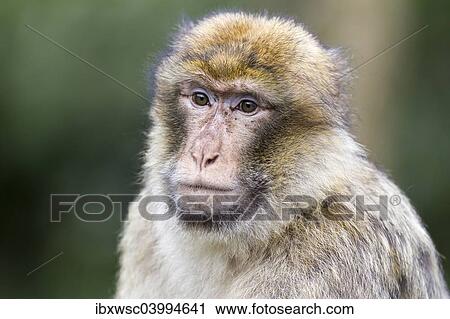 "Barbary Macaque (Macaca sylvanus), adult, captive, Rhineland-Palatinate, Germany, Europe" View Large Photo Image Stock Image - "Barbary Macaque (Macaca sylvanus), adult, captive, Rhineland-Palatinate, Germany, Europe". Fotosearch
