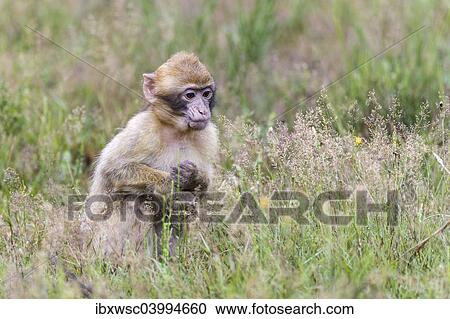 "Barbary Macaque (Macaca sylvanus), young animal, captive, Rhineland-Palatinate, Germany, Europe" View Large Photo Image Stock Image - "Barbary Macaque (Macaca sylvanus), young animal, captive, Rhineland-Palatinate, Germany, Europe". Fotosearch