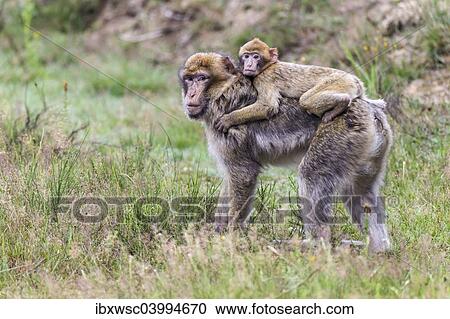 "Barbary Macaque (Macaca sylvanus), adult and young, captive, Rhineland-Palatinate, Germany, Europe" View Large Photo Image Stock Image - "Barbary Macaque (Macaca sylvanus), adult and young, captive, Rhineland-Palatinate, Germany, Europe". Fotosearch