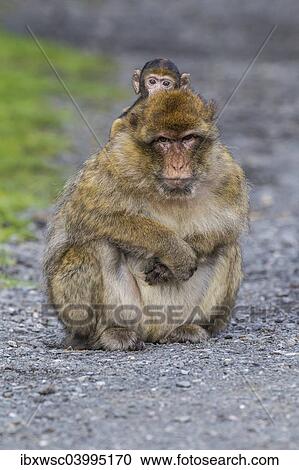 Stock Image - "Barbary Macaque (Macaca sylvanus), adult with baby monkey, captive, Rhineland-Palatinate, Germany, Europe". Fotosearch