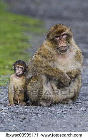 "Barbary Macaque (Macaca sylvanus), adult with baby monkey, captive, Rhineland-Palatinate, Germany, Europe" View Large Photo Image Stock Image - "Barbary Macaque (Macaca sylvanus), adult with baby monkey, captive, Rhineland-Palatinate, Germany, Europe". Fotosearch