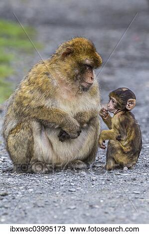 "Barbary Macaque (Macaca sylvanus), adult with baby monkey, captive, Rhineland-Palatinate, Germany, Europe" View Large Photo Image Stock Image - "Barbary Macaque (Macaca sylvanus), adult with baby monkey, captive, Rhineland-Palatinate, Germany, Europe". Fotosearch