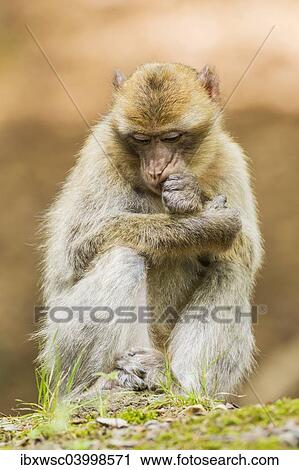 "Barbary Macaque (Macaca sylvanus), adult, captive, Rhineland-Palatinate, Germany, Europe" View Large Photo Image Stock Image - "Barbary Macaque (Macaca sylvanus), adult, captive, Rhineland-Palatinate, Germany, Europe". Fotosearch