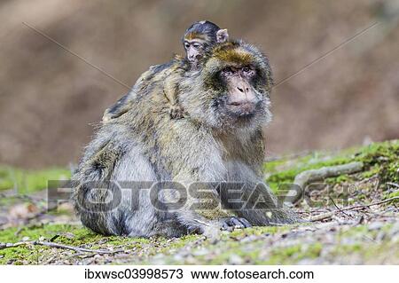 "Barbary Macaque (Macaca sylvanus), adult female with young, captive, Rhineland-Palatinate, Germany, Europe" View Large Photo Image Stock Image - "Barbary Macaque (Macaca sylvanus), adult female with young, captive, Rhineland-Palatinate, Germany, Europe". Fotosearch