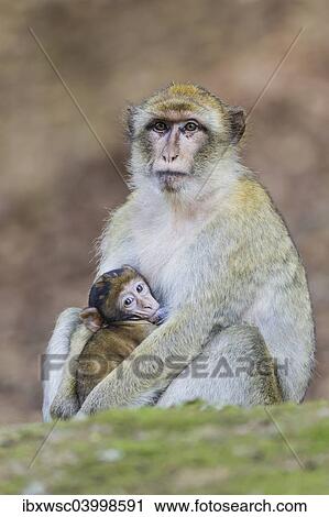 "Barbary Macaque (Macaca sylvanus), adult female with young, captive, Rhineland-Palatinate, Germany, Europe" View Large Photo Image Stock Image - "Barbary Macaque (Macaca sylvanus), adult female with young, captive, Rhineland-Palatinate, Germany, Europe". Fotosearch