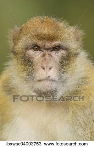 Stock Image - "Barbary Macaque (Macaca sylvanus), adult, captive". Fotosearch
