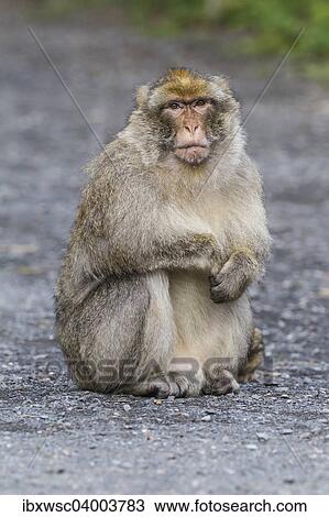 "Barbary Macaque (Macaca sylvanus), adult, captive" View Large Photo Image Stock Image - "Barbary Macaque (Macaca sylvanus), adult, captive". Fotosearch