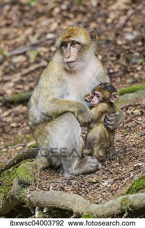 "Barbary Macaque (Macaca sylvanus), adult with young, captive" View Large Photo Image Stock Image - "Barbary Macaque (Macaca sylvanus), adult with young, captive". Fotosearch