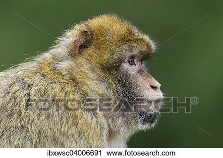 "Barbary Macaque (Macaca sylvanus), adult, captive" View Large Photo Image Stock Image - "Barbary Macaque (Macaca sylvanus), adult, captive". Fotosearch