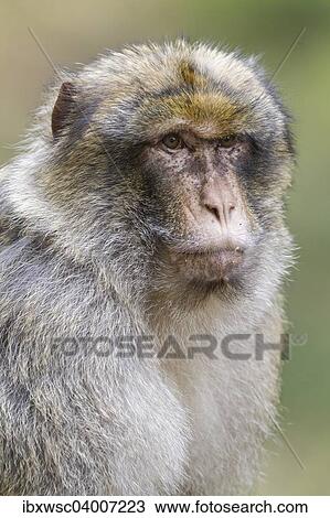 "Barbary Macaque (Macaca sylvanus), adult, native to Morocco, captive" View Large Photo Image Stock Image - "Barbary Macaque (Macaca sylvanus), adult, native to Morocco, captive". Fotosearch