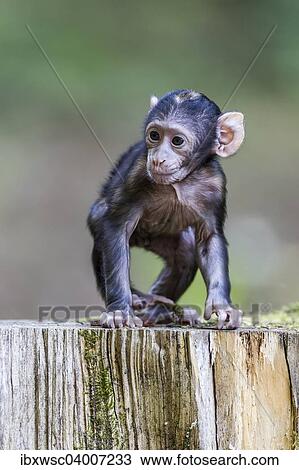 "Barbary Macaque (Macaca sylvanus), young, native to Morocco, captive" View Large Photo Image Stock Image - "Barbary Macaque (Macaca sylvanus), young, native to Morocco, captive". Fotosearch