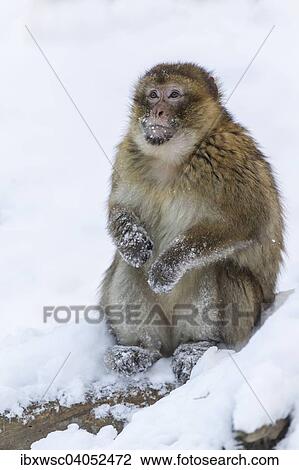 "Barbary Macaque (Macaca sylvanus), adult, in the snow, captive, Rhineland-Palatinate, Germany, Europe" View Large Photo Image Stock Image - "Barbary Macaque (Macaca sylvanus), adult, in the snow, captive, Rhineland-Palatinate, Germany, Europe". Fotosearch